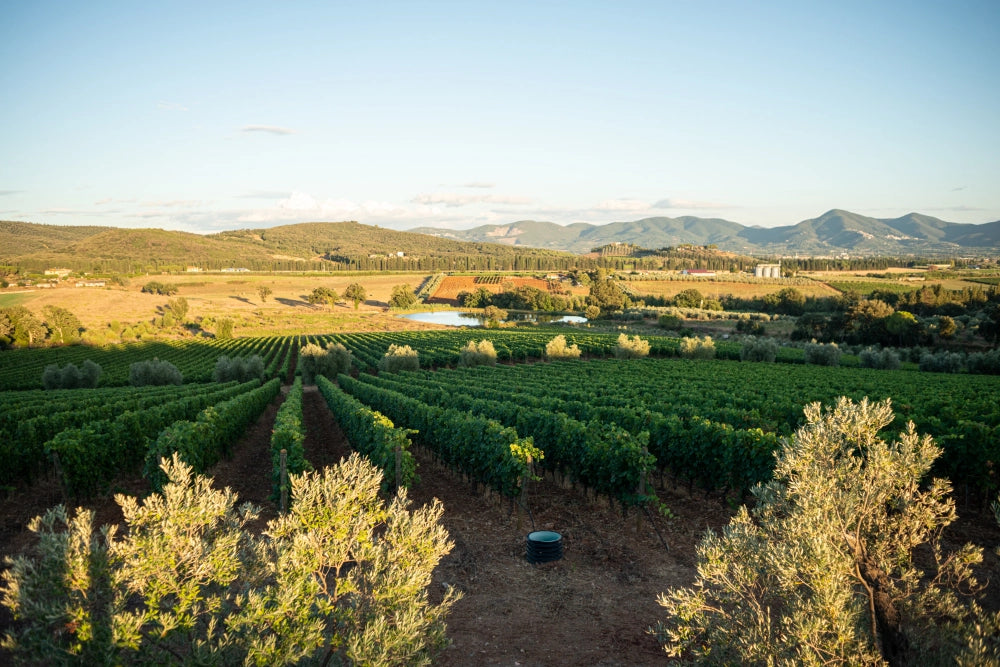 Les vendanges en Maremma Toscane